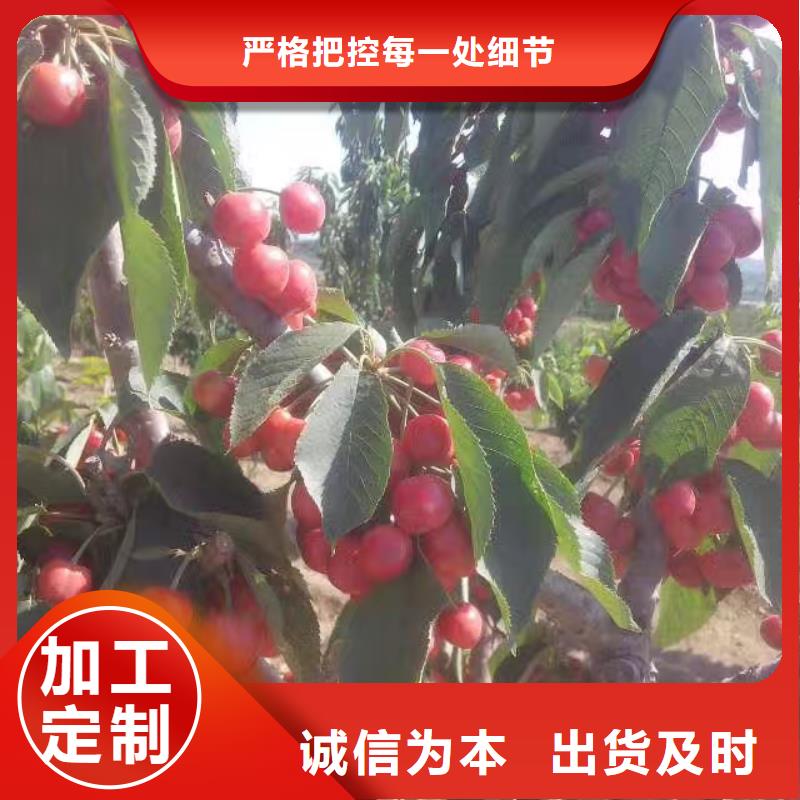 樱桃无花果苗真材实料诚信经营库存量大