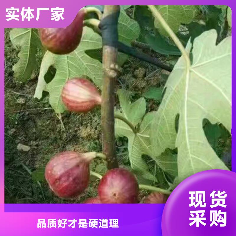 无花果猕猴桃苗专注细节更放心源厂直接供货