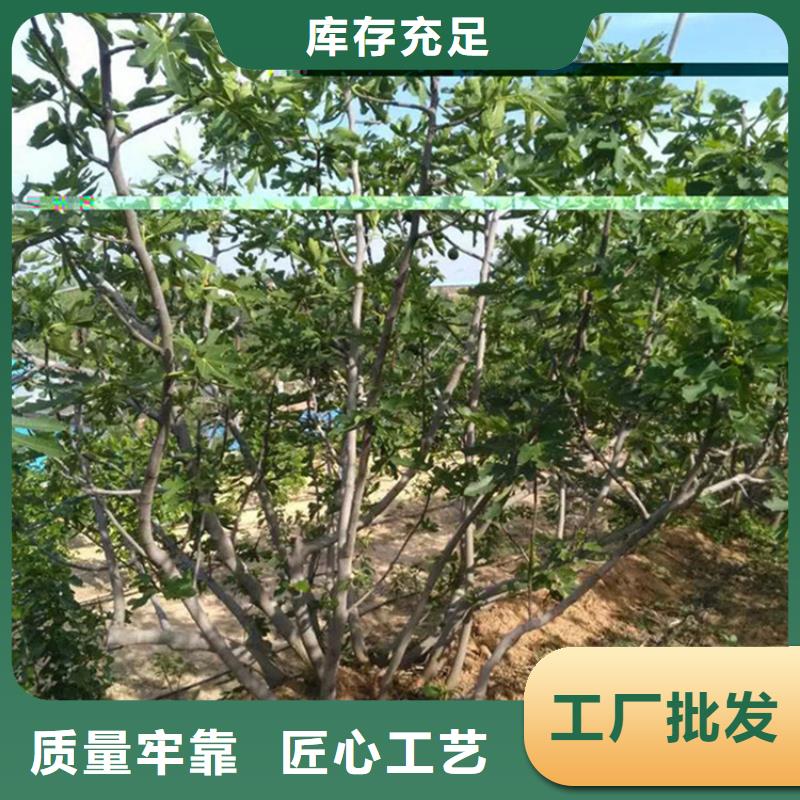 无花果蓝莓苗按需定制厂家大量现货