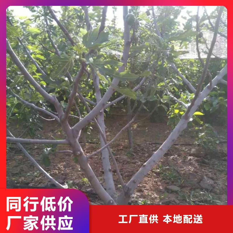 【无花果】苹果苗实体诚信经营当地生产厂家