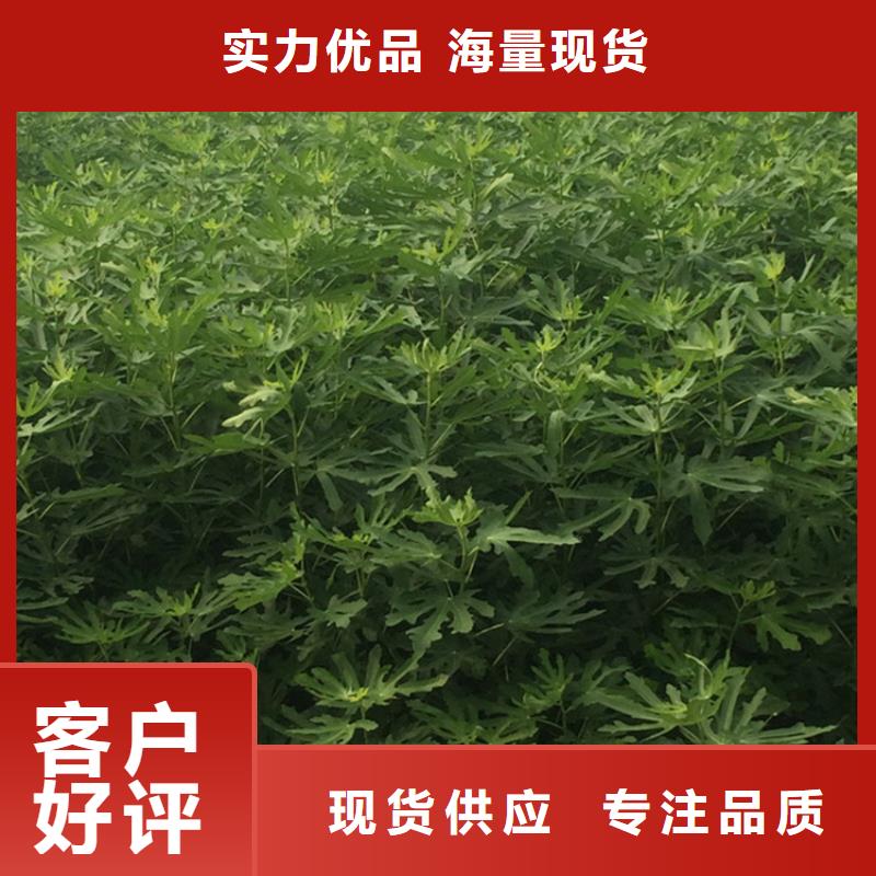 无花果杏树苗量大更优惠专业的生产厂家