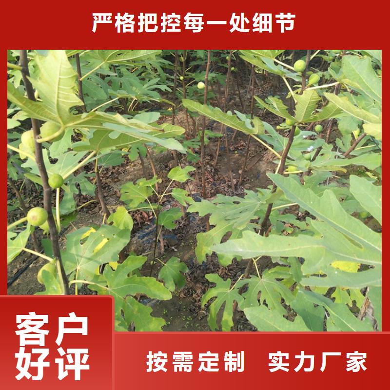 无花果【花椒苗】实力才是硬道理售后无忧