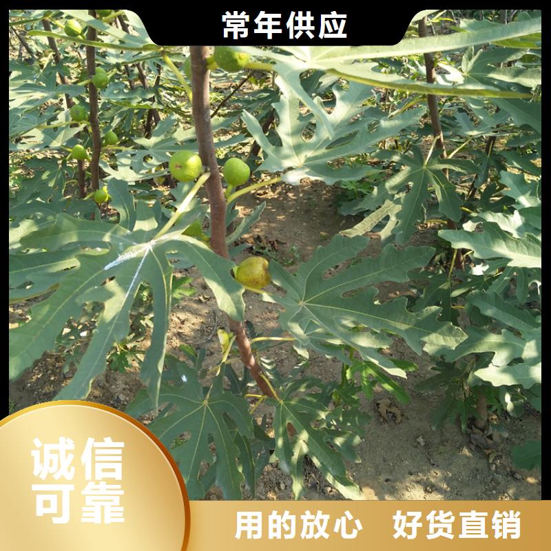 无花果石榴树苗出厂严格质检联系厂家