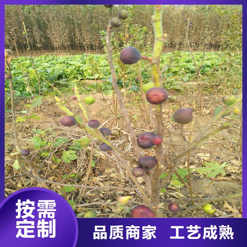 无花果苹果苗经久耐用正规厂家