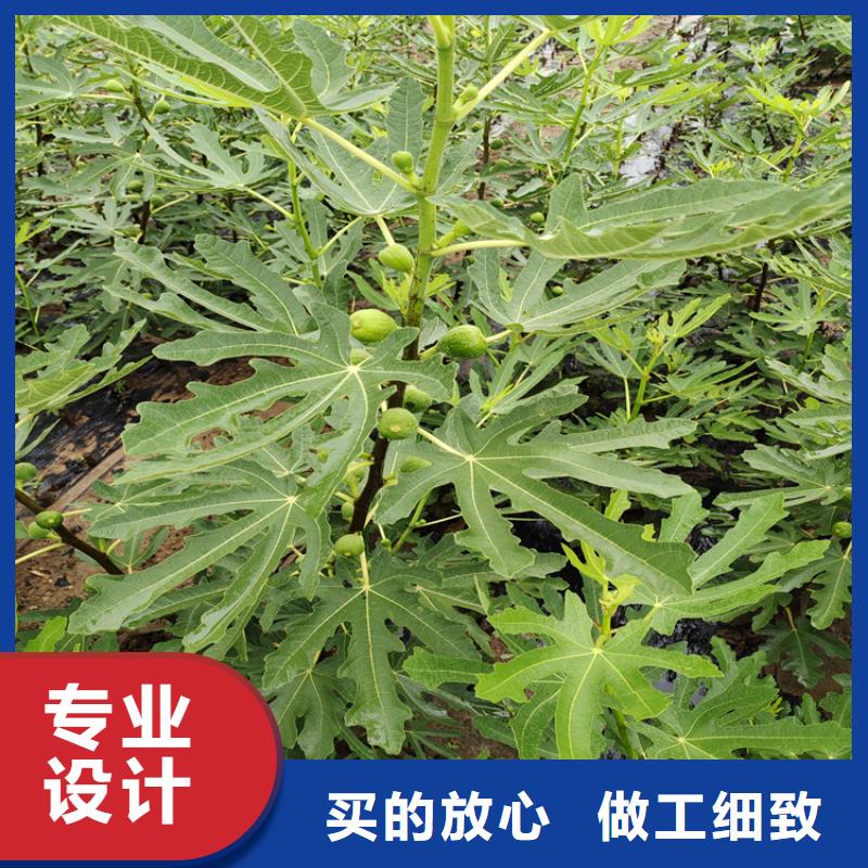 无花果-蓝莓苗厂家质量过硬从源头保证品质