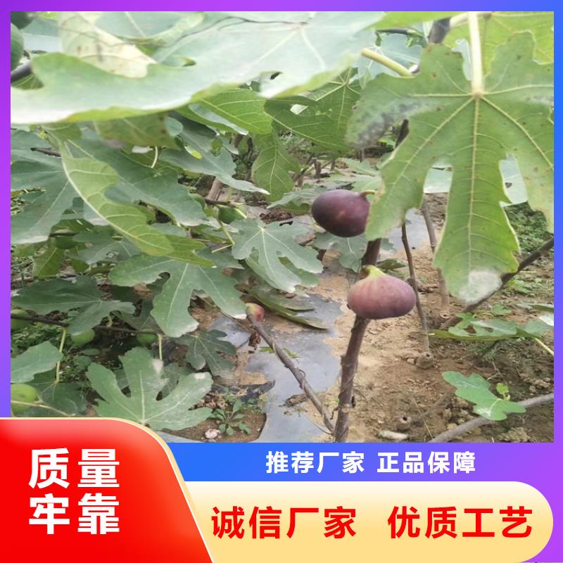 无花果李子苗满足客户所需用心制造