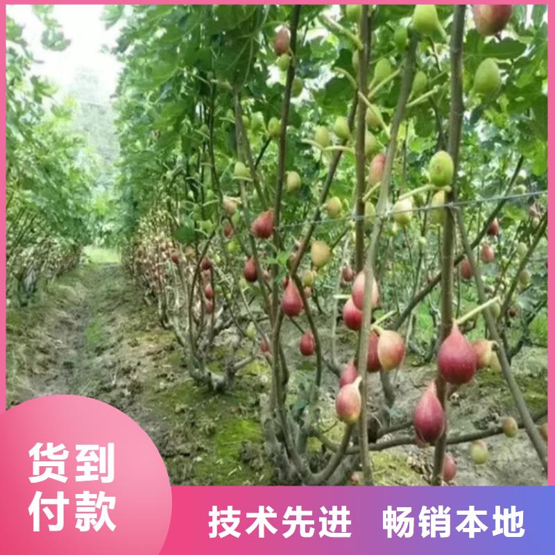 无花果【北美冬青】自有生产工厂专业生产制造厂