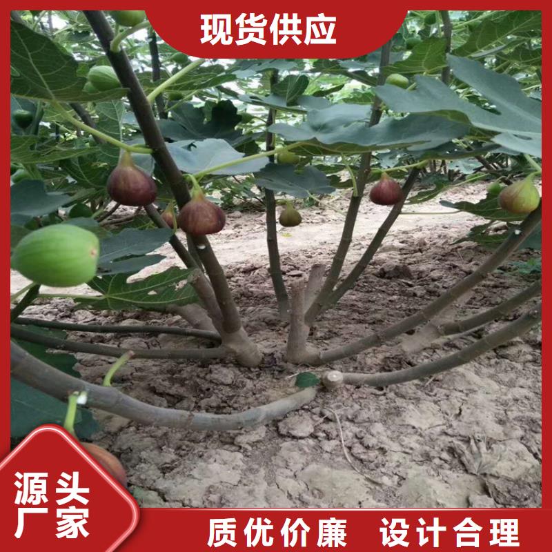 【无花果桃树苗欢迎新老客户垂询】用好材做好产品