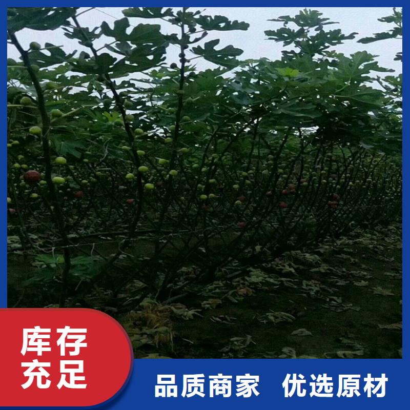 无花果石榴树多年厂家可靠厂家售后完善