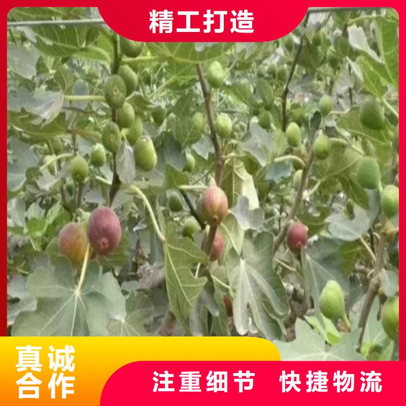 无花果,桃树苗满足客户所需专业供货品质管控