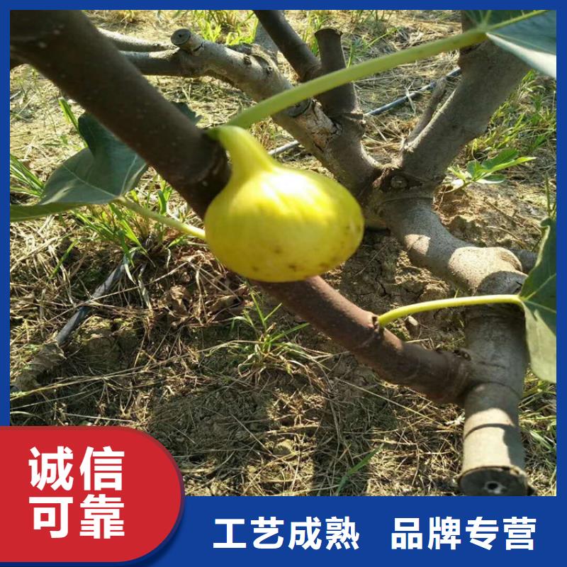 【无花果苹果苗生产厂家】产品性能