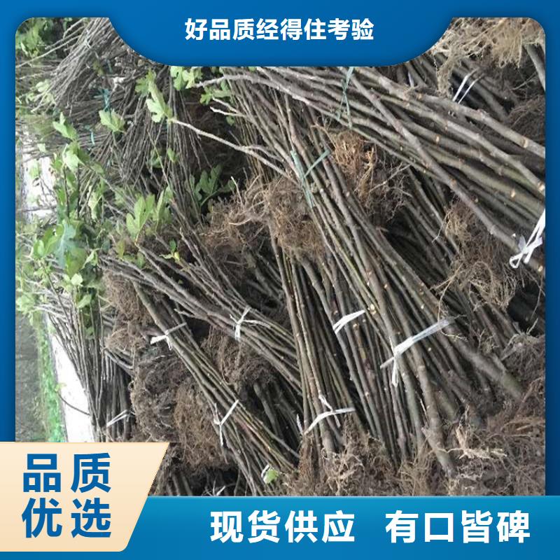 无花果板栗苗专注细节专注品质批发供应