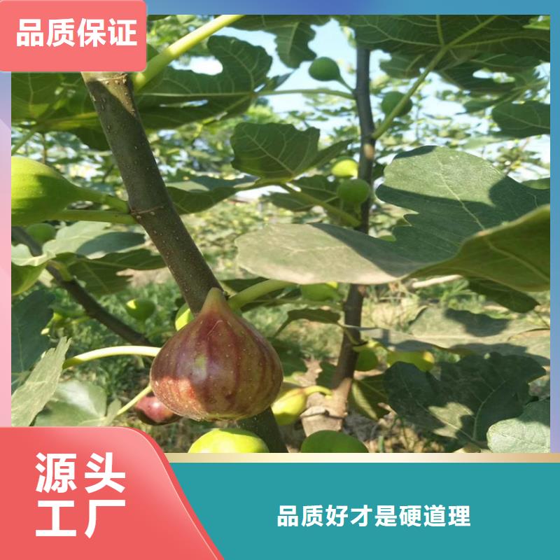 【无花果,苹果苗多年实力厂家】源头厂家供应