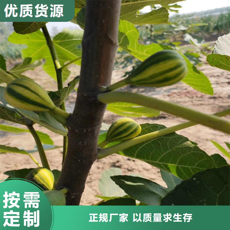 无花果苹果苗经久耐用货源报价