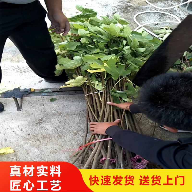 无花果草莓苗可定制老品牌厂家