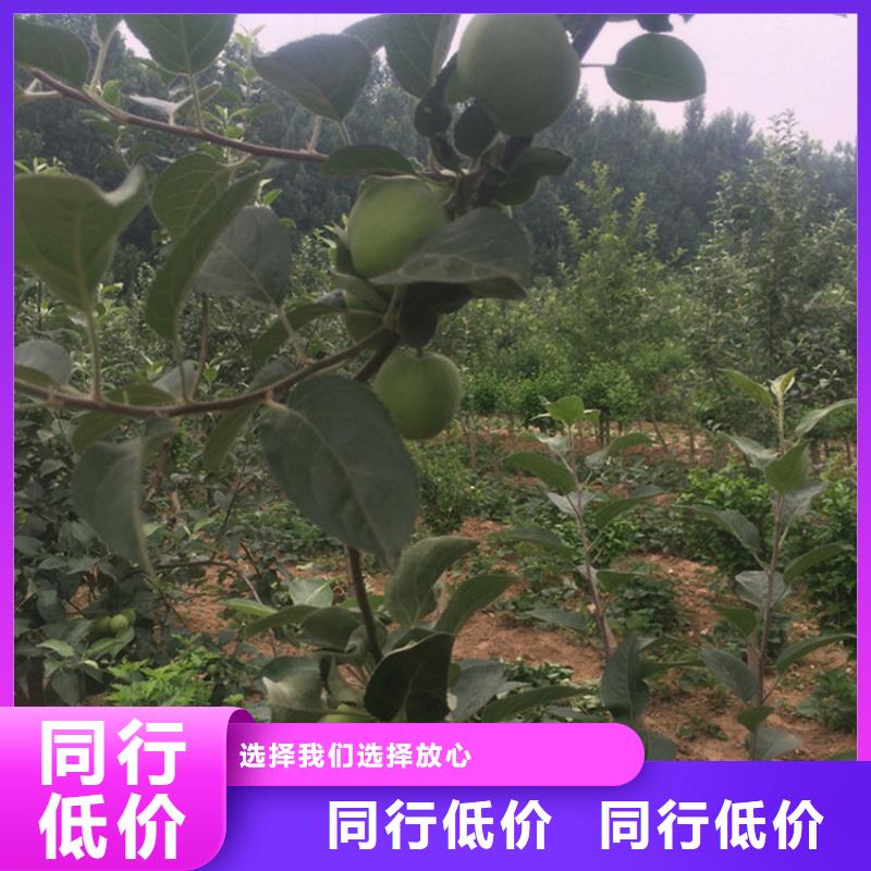 苹果,樱桃苗专业生产厂家[当地]厂家