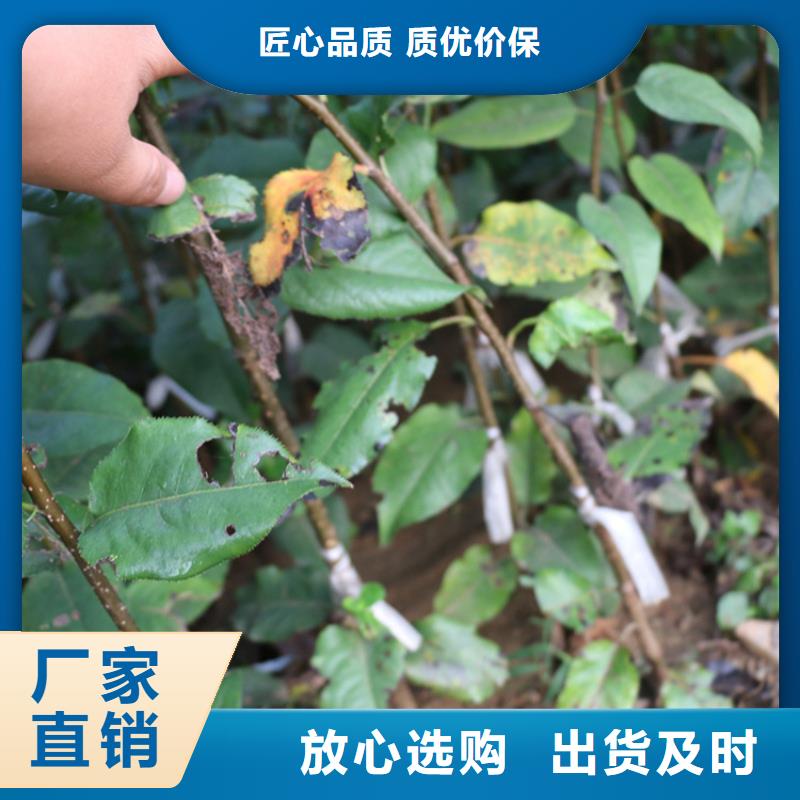 苹果-草莓苗免费寄样细节之处更加用心