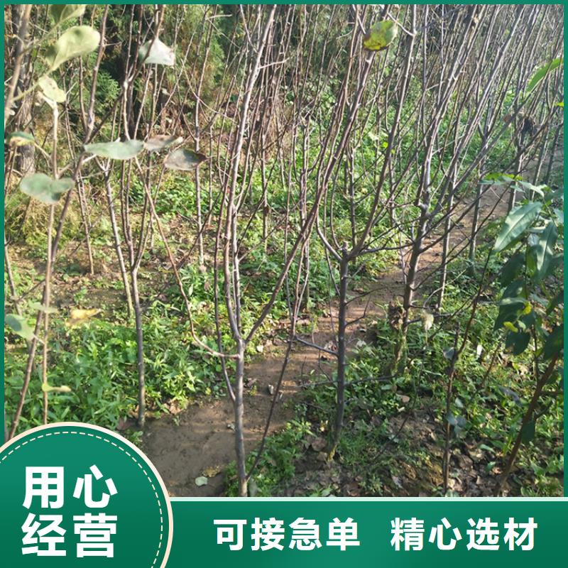 苹果苹果苗质检严格厂家直销售后完善