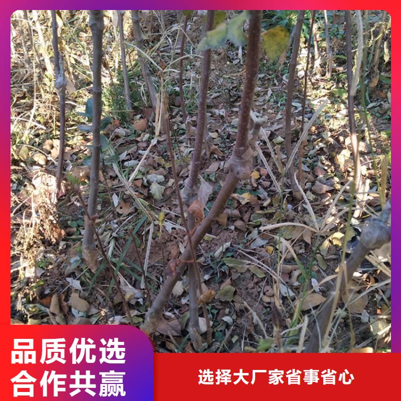 苹果苹果苗来图加工定制产品性能