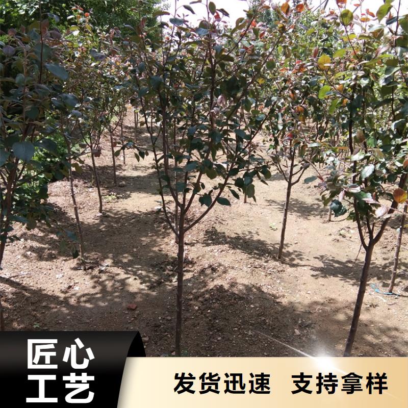 【苹果】桃树苗产地直供同城货源