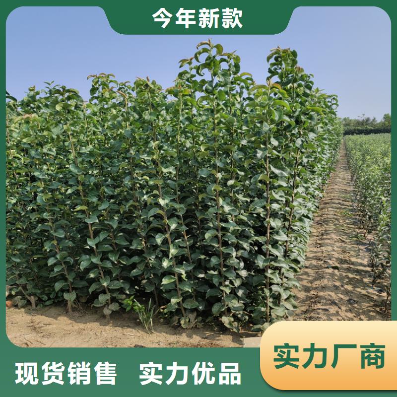 【苹果梨树苗产品参数】源头厂家量大价优