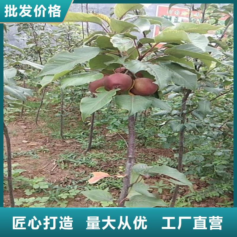 苹果桃树苗符合行业标准当地公司