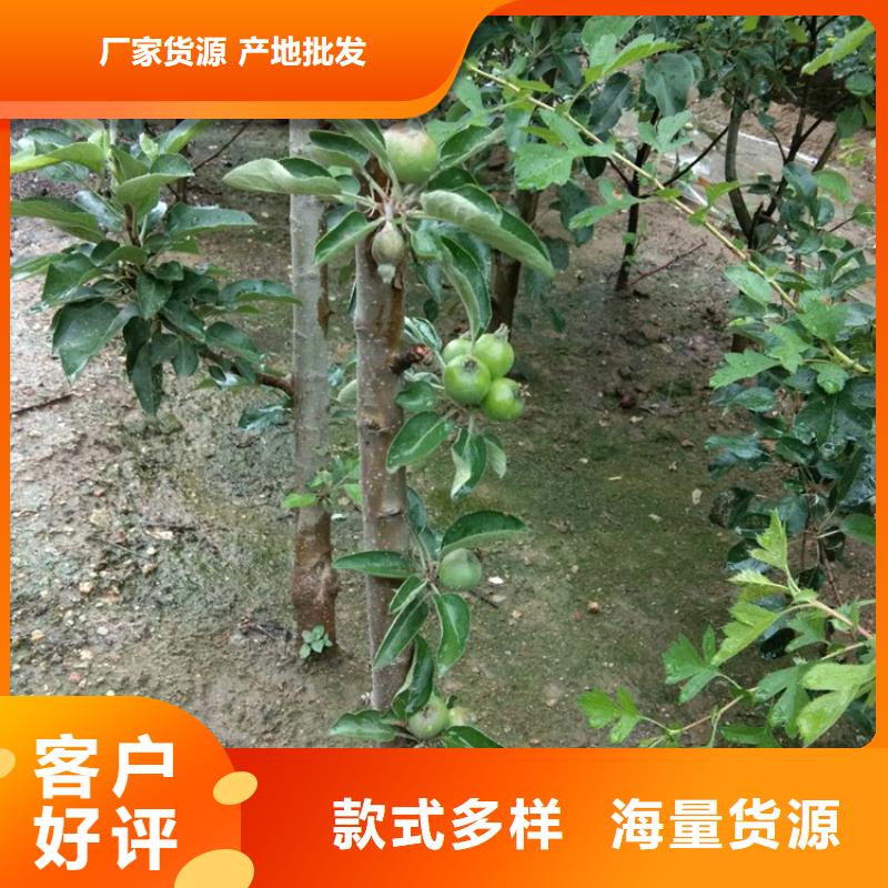 苹果蓝莓苗核心技术正规厂家