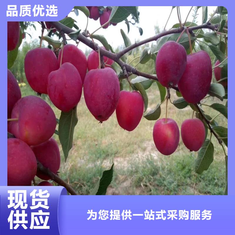 苹果蓝莓苗现货同城厂家