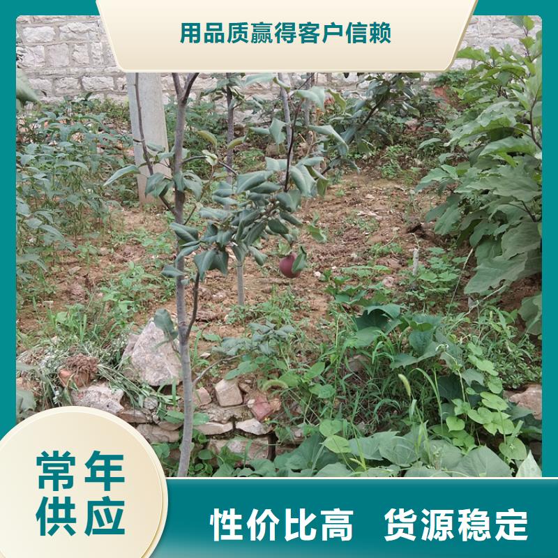 【梨树西瓜苗定制不额外收费】来图定制