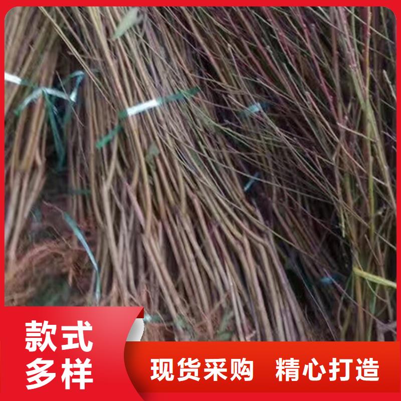 【桃】桃树苗原厂制造当地货源