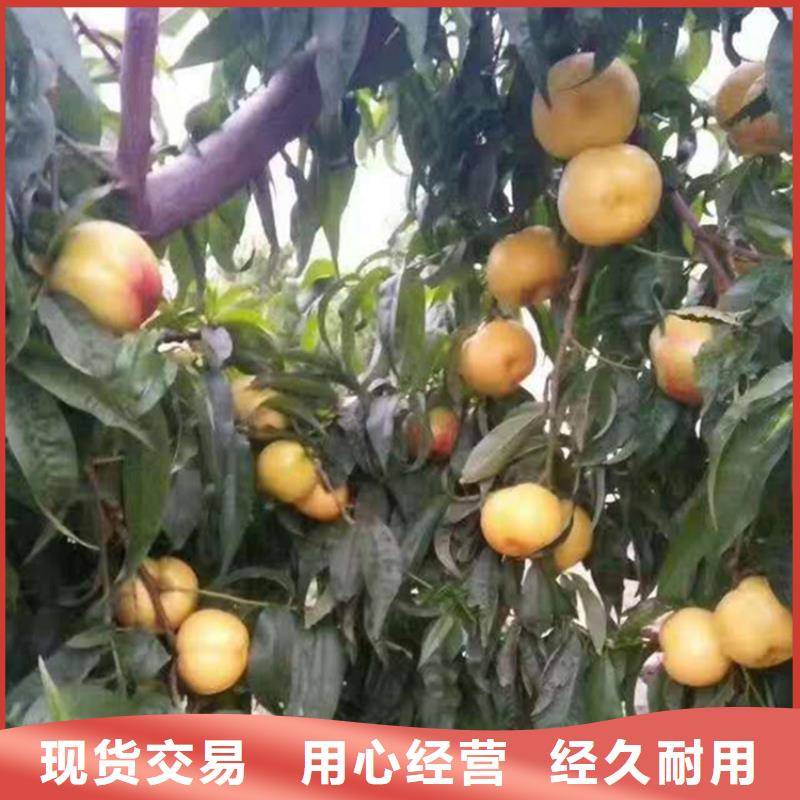 桃-草莓苗使用寿命长久原料层层筛选