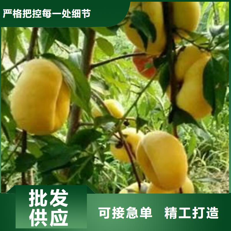 桃【葡萄苗】质量无忧有实力有经验