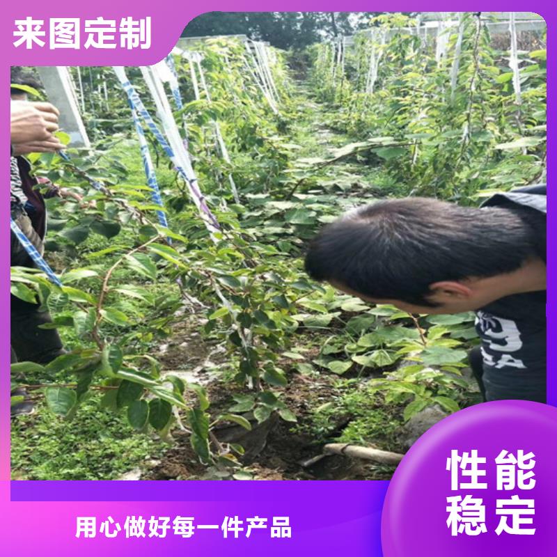 猕猴桃,【樱桃苗】生产加工技术先进