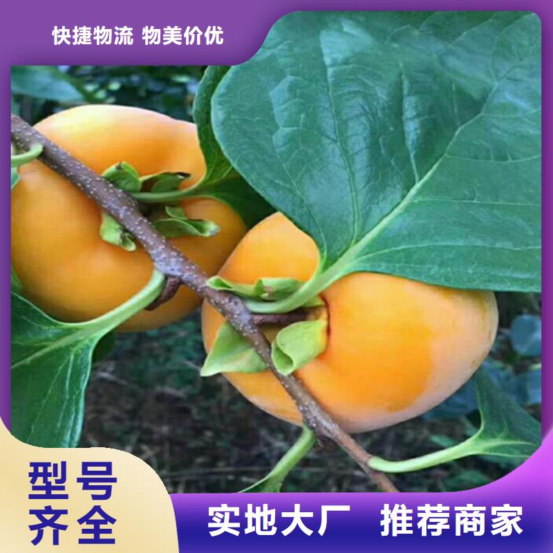 柿子-蓝莓苗好产品价格低可定制