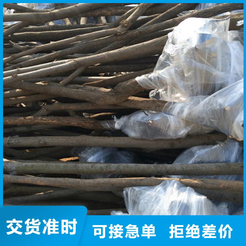 【柿子】桃树苗质量牢靠做工精细