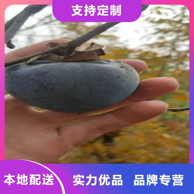 柿子【奶油草莓】供应采购品质可靠