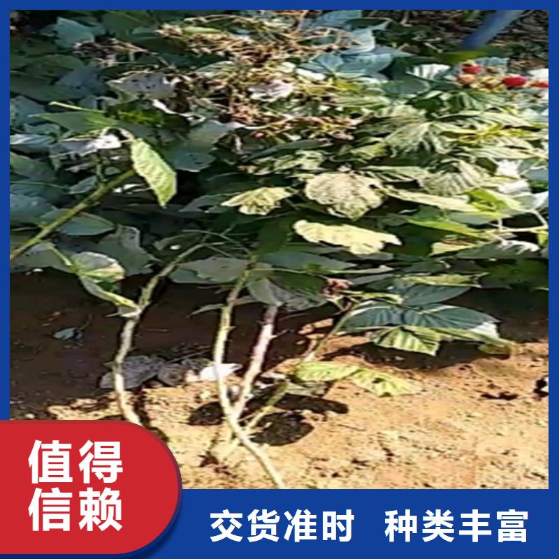 【树莓-梨树苗厂家直销规格多样】产地厂家直销