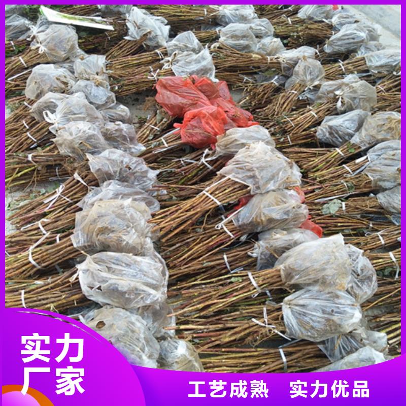 树莓苹果苗优质材料厂家直销工厂现货供应