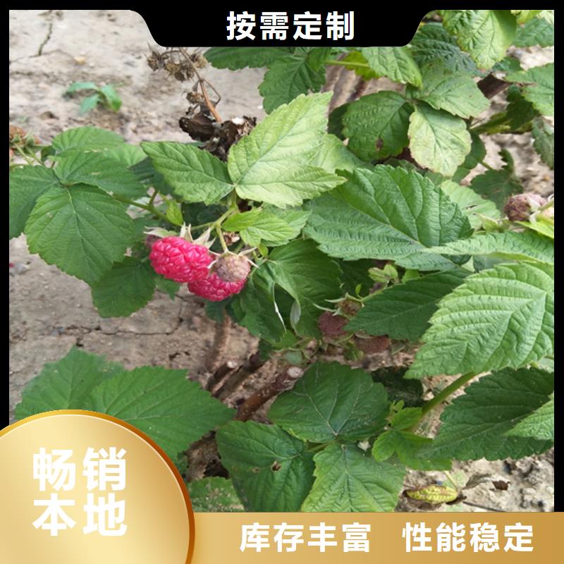 树莓,花椒苗核心技术当地厂家