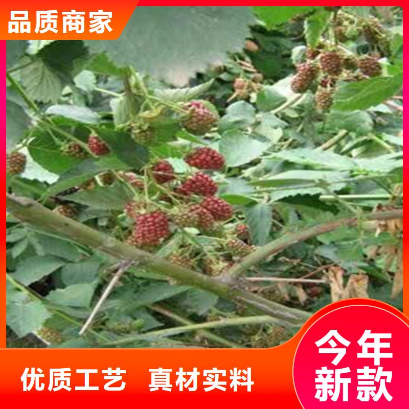 树莓苹果苗把实惠留给您应用范围广泛