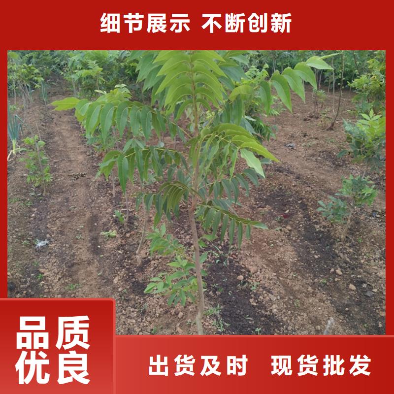 碧根果石榴树生产加工精心推荐