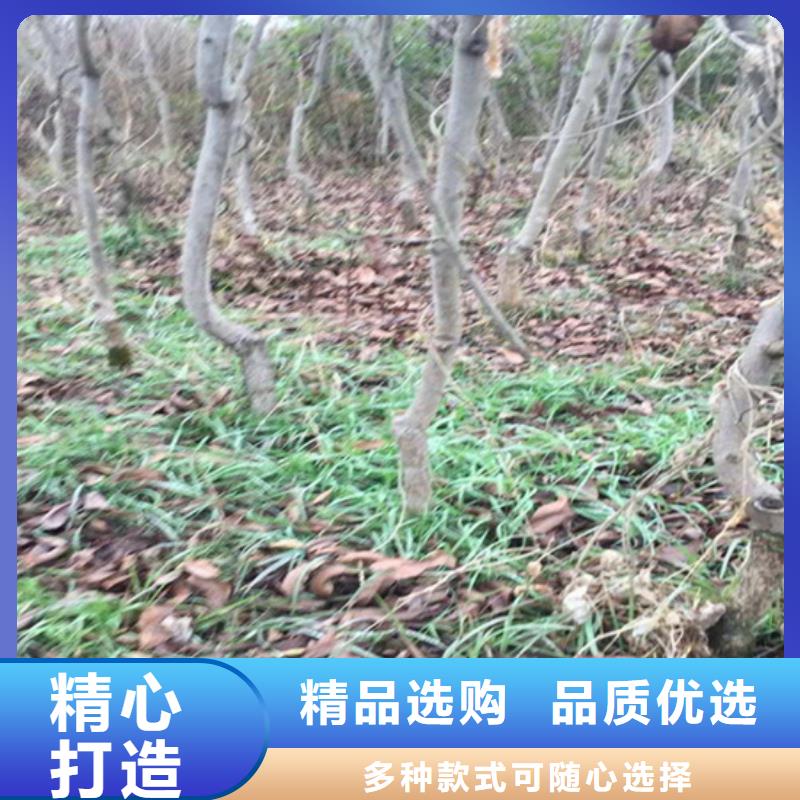 【碧根果-樱桃苗应用范围广泛】定制速度快工期短