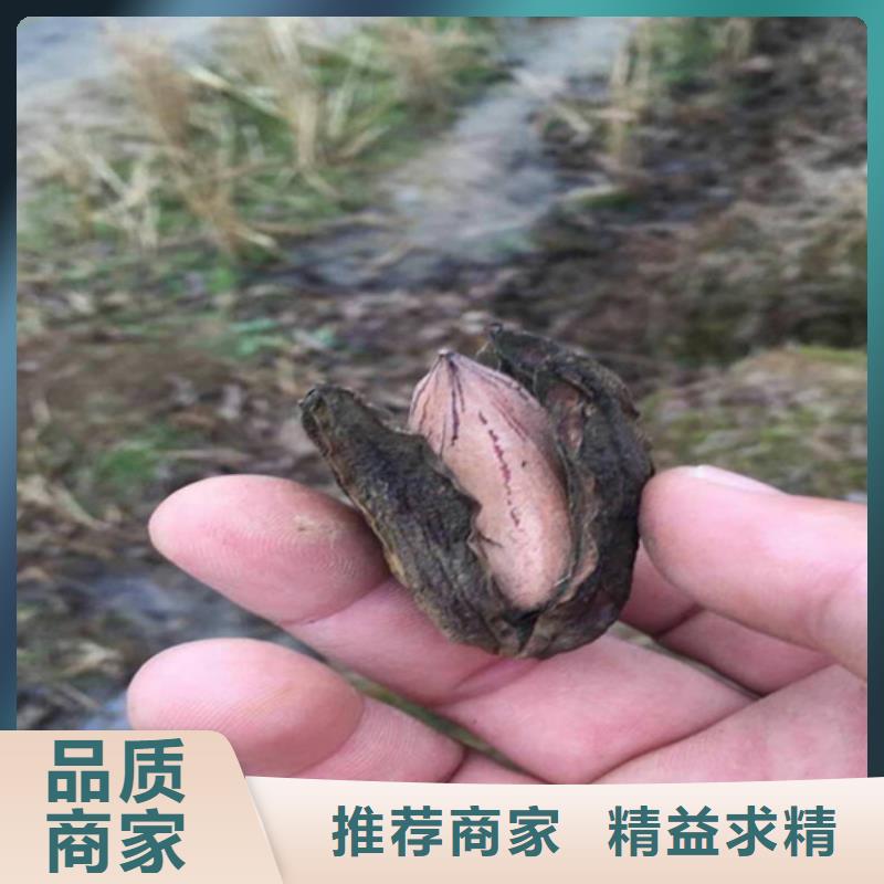 ​碧根果樱桃苗质量为本货源直供