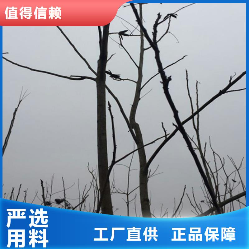 【碧根果苹果苗质检合格发货】产地直销