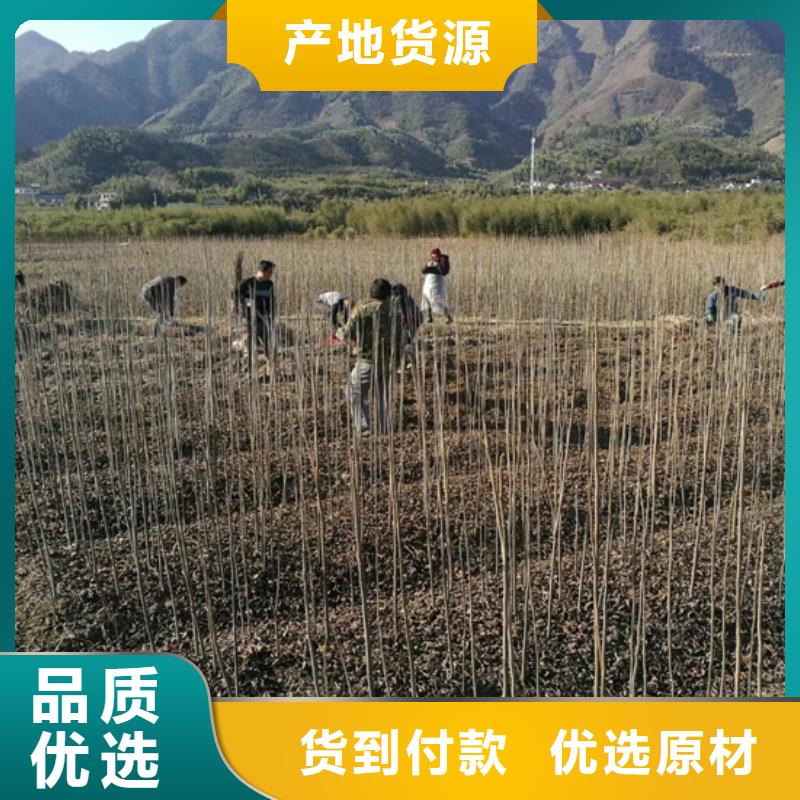 碧根果苹果苗客户满意度高严格把控每一处细节