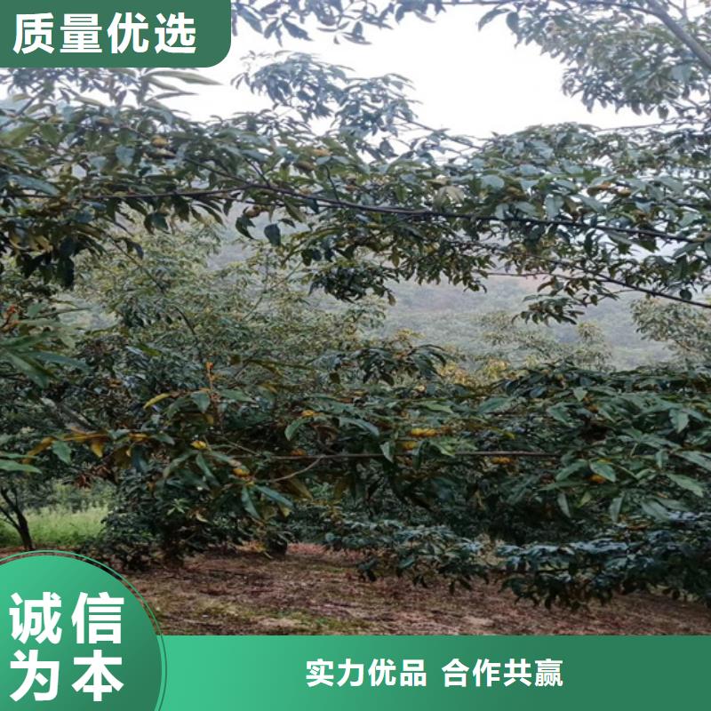 碧根果无花果苗款式新颖现货直供