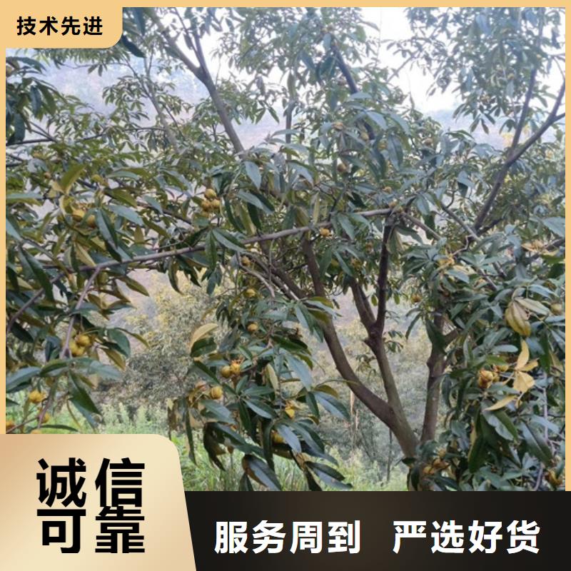 【碧根果-樱桃苗多种场景适用】一个起售