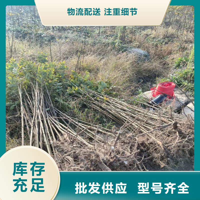 碧根果-猕猴桃苗厂家自营当地供应商