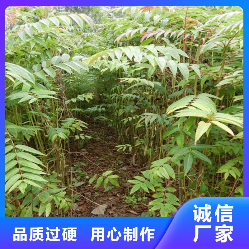 【香椿】苹果苗厂家销售当地品牌