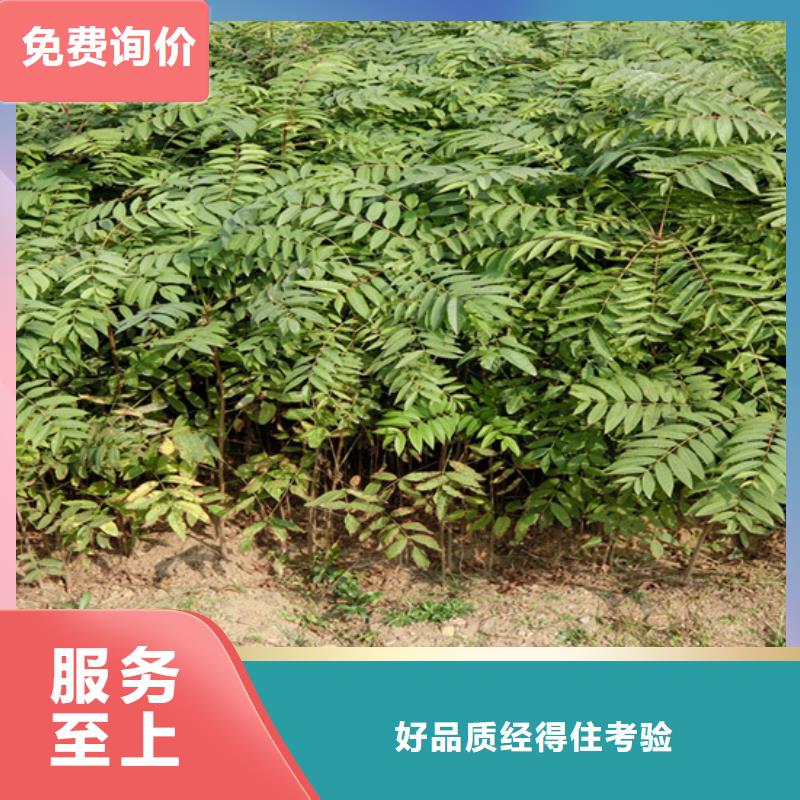 香椿【草莓苗】专业设计定制销售售后为一体